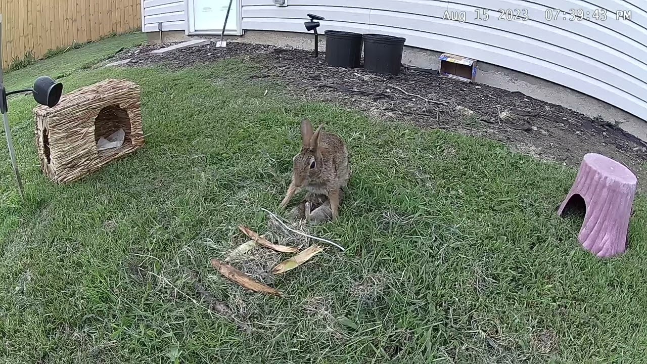 Baby Rabbits 2023 Batch 3 Day 12 - Babies being fed - one didn't eat as much as the others 8/15/2023