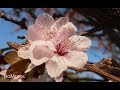 Ciruelo de flor prunus pisardii wwwriomoroscom