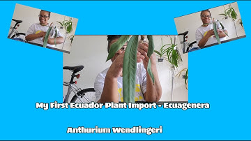 My First Ecuador 🇪🇨 Plant Import - Ecuagenera (Anthurium Wendlingeri)