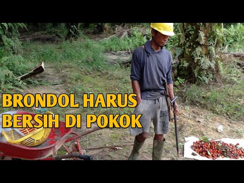 CARA KELUARKAN BUAH DAN BRONDOL