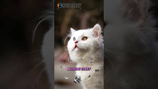 Download Lagu supart machinery turbos cat talkshow #supart #turbo #cat #pet #funny #talkshow #spares MP3 Download Lagu supart machinery turbos cat talkshow #supart #turbo #cat #pet #funny #talkshow #spares MP3