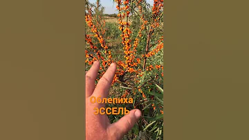 Облепиха Эссель .Самая сладкая облепиха. Десертный вкус.