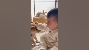 ワンコのあかちゃんが仲良くおしゃべり🥰 #犬 #癒し #赤ちゃん