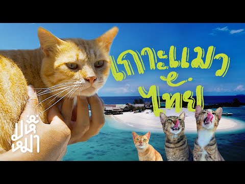 (EN) รีวิว "เกาะแมว" ของไทย มีแมวเป็นร้อย! Thailand's cat island มหึเหมียว