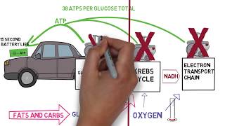 AEROBE & ANAEROBE  Cel metabolism  - sfpr