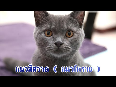 วีดีโอ: วิธีการบอกถ้าปลานกแก้วของฉันมีครรภ์?