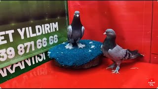 Canlı Güvercin Mezatı 🔴 көгүчкөн  кептер  kepderi   kabutar