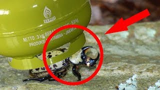 KUMBANG BISA ANGKAT ELPIJI ? Berikut 5 Fakta yang Jarang Anda Ketahui