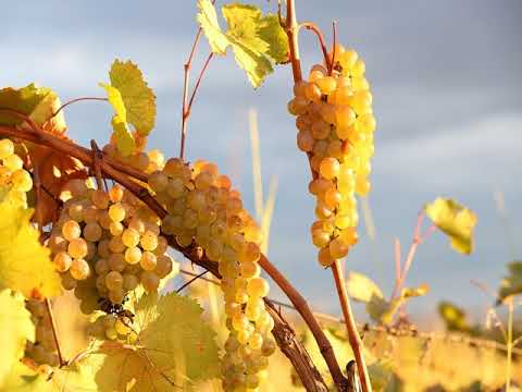 „სადღეგრძელო კახეთს!“ („შემოვევლე კახელებს!“)