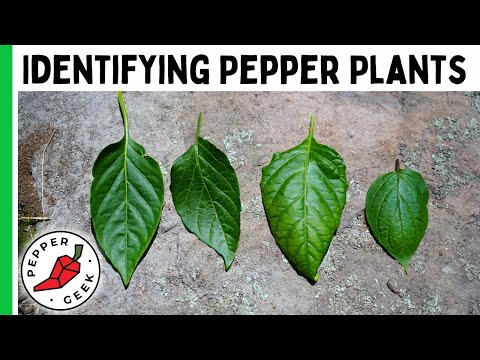 Video: Lær å identifisere pepperplanter: hvordan er pepperplanter forskjellig fra hverandre