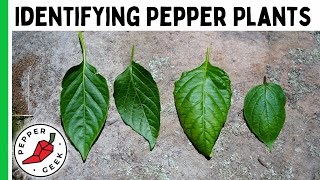 Identifying Pepper Plants  Tips To ID A Mystery Plant  Pepper Geek