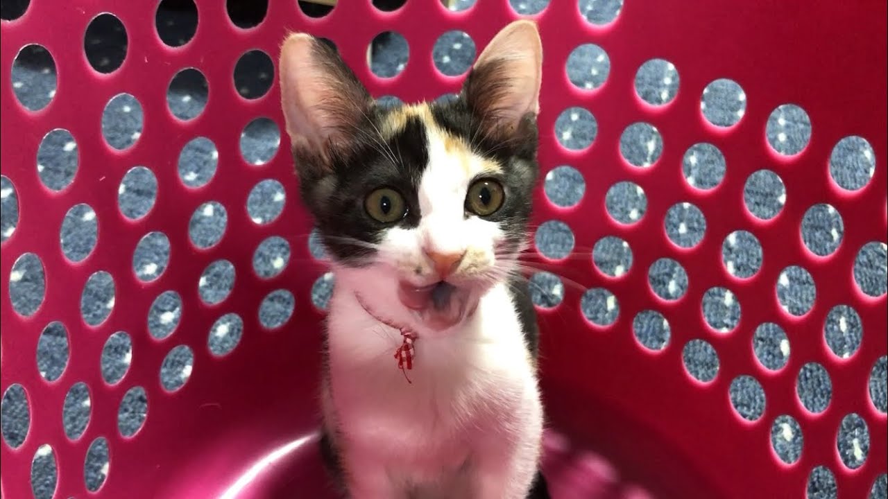 ストレス社会においても愛猫が癒してくれます 子猫 保護 かわいいおもしろ猫動画 Cat Videos Kitten Healed By A Cat 猫動画まとめ