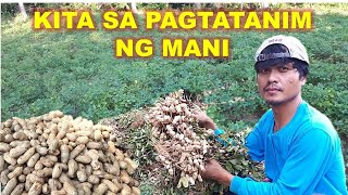 KUMITA SA PAGTATANIM NG MANI | BUHAY BUKID