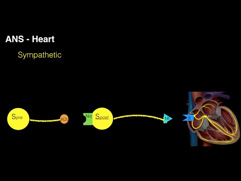 Autonomic innervation of the heart