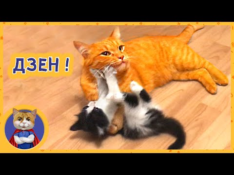 Вопрос: Котенок грызет игрушечные собачьи кости это извращение вкуса?