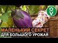 ОБЯЗАТЕЛЬНО посадите в теплицу баклажан! И вот зачем…