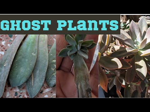 all about ghost plants care tips propagation fertilizer sunlight