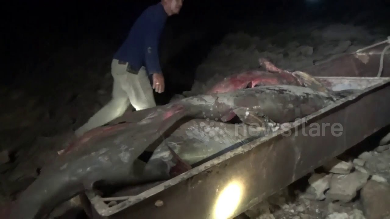 camera iphone 8 plus apk Giant Catfish are Dragged from Drought-hit Reservoir