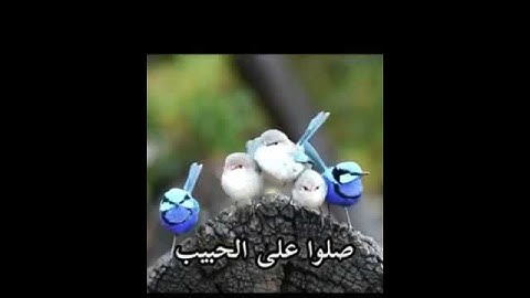 تلاوة خاشعة جميلة( إن أنزلناه في ليلة القدر/طبيعة جميلة(لا إله إلا الله محمد رسول الله)