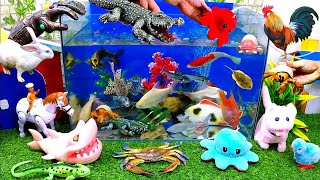 Catch Cute Animals, Rainbow Chicken, Rabbit, Turtle, Catfish, Crocodile, Goldfish, Sharks by Tony FiSH 16,864 views 3 weeks ago 8 minutes, 51 seconds