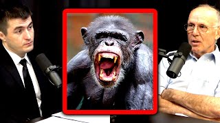 Humans vs Chimps: Who is more violent? | Richard Wrangham and Lex Fridman