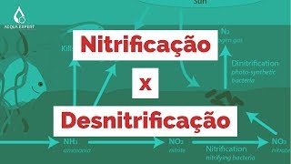 Aprenda de forma fácil tudo sobre Nitrificação e Desnitrificação