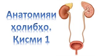 Ҳолибҳо. Мочеточники. Қисми 1.Урология.Лексия барои ҷарроҳони навомуз ва донишҷуён. Алишер Борачабов