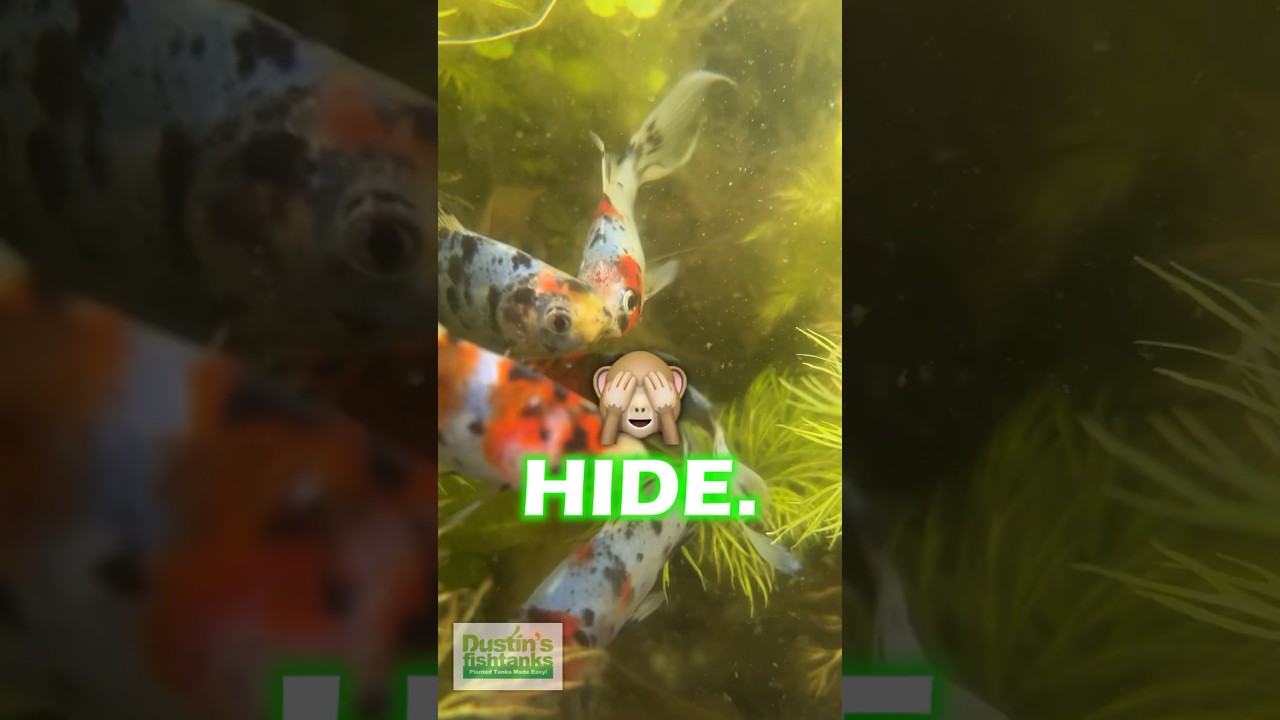 Look 👀 At The Shubunkins ❤️