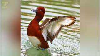 Ferruginous Duck (Aythya nyroca) female and adult flight call and pictures @volcanoofbeauty5481