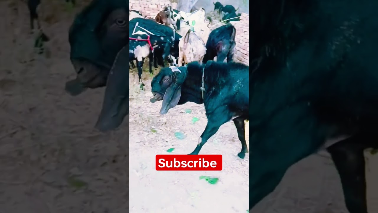 🥰full black 🖤 beetal male goat 🐐 ❣️ bhagu farming 🥀🥀