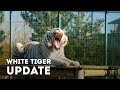 Baikal The White Tiger Update - Paradise Wildlife Park