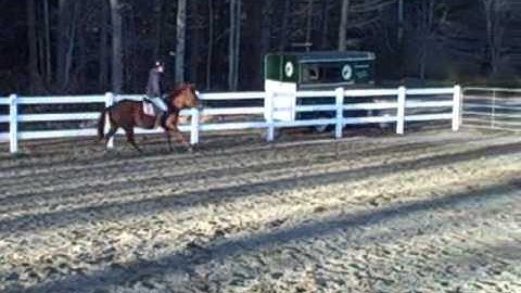 COUNTING CANTER STRIDES between jumps filmed for Twombly Publishing