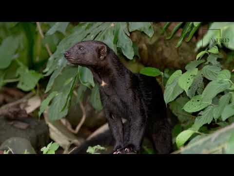 Interesting facts about Tayra by weird square