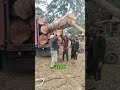 This log loading trick saves hours of work #satisfying #technique