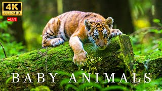 Amazing World Of Young Animals | Scenic Relaxation Film - Baby Animals 4K UHD 60FPS