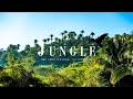 Jungle Background Video | Nature Video No Copyright | Forest Background Video | Free Stock Footage