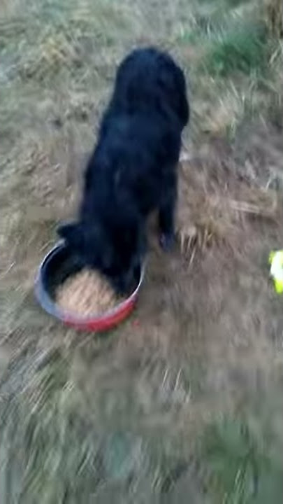 NoNa VID 20180208 175639600