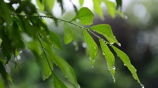 24 Hours of Rain and Thunder | Rainstorm sounds for sleep, study or relaxation | Natural white noise