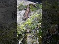 光沢を持つキタサンショウウオ