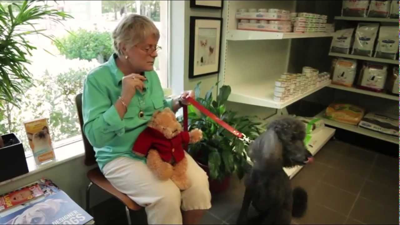 to Vero Beach Veterinary Hospital YouTube