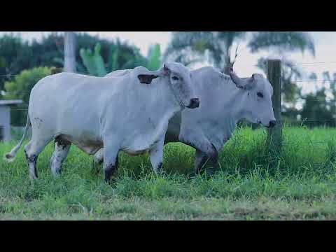 Lote 152 - 1869CU 1868CU