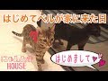 ベンガル猫のベルが家にやって来た日