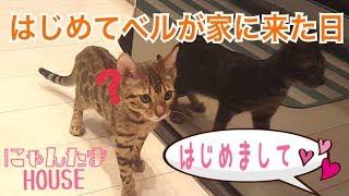 ベンガル猫のベルが家にやって来た日