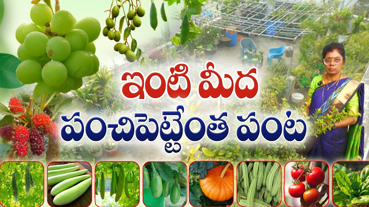 Один сад — приготовление блюд из этого урожая во многих домах | Домашнее садоводство | Джаялакшми