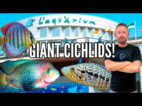Giant Cichlids & Rare Fish: Inside One of Europe’s Best Aquariums! (L'Aquarium de Barcelona)