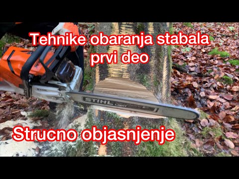 Video: Obrezivanje stabala jasena - saznajte kako i kada orezati stabla jasena