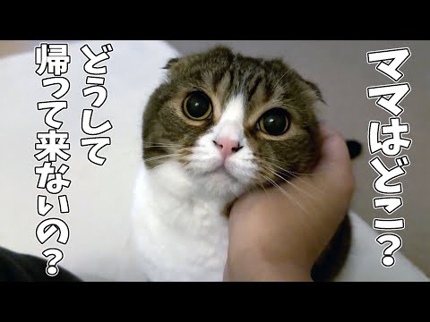 だれかこねこをたすけて When daddy cat realizes mommy hasn't come home - YouTube