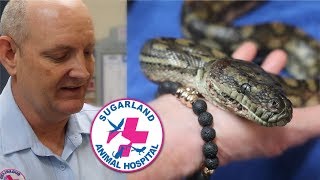 BRAIN DAMAGED PYTHON Profile