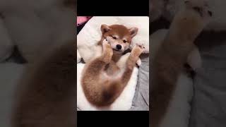 Cute Dog Tail Wagging 🐶    Best Cute