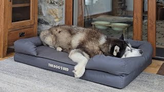 Husky Loves To Relax While I Go Out To Play